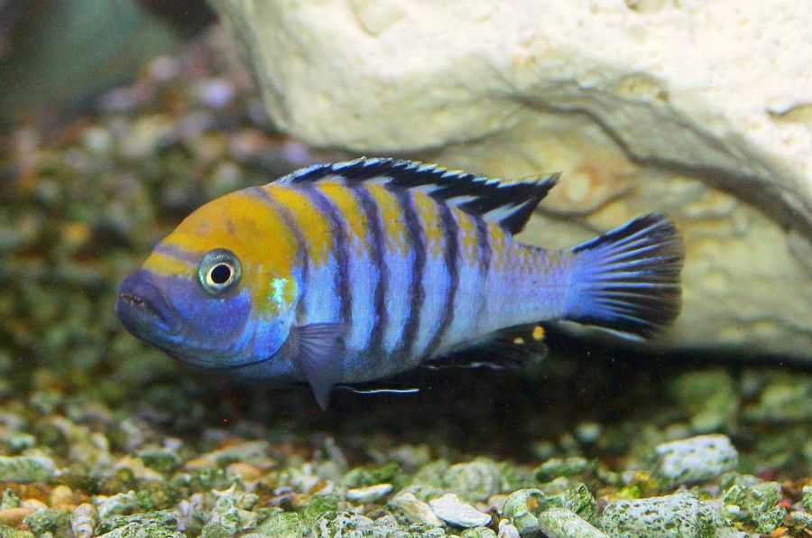 Cynotilapia afra - wikimili, the best wikipedia reader