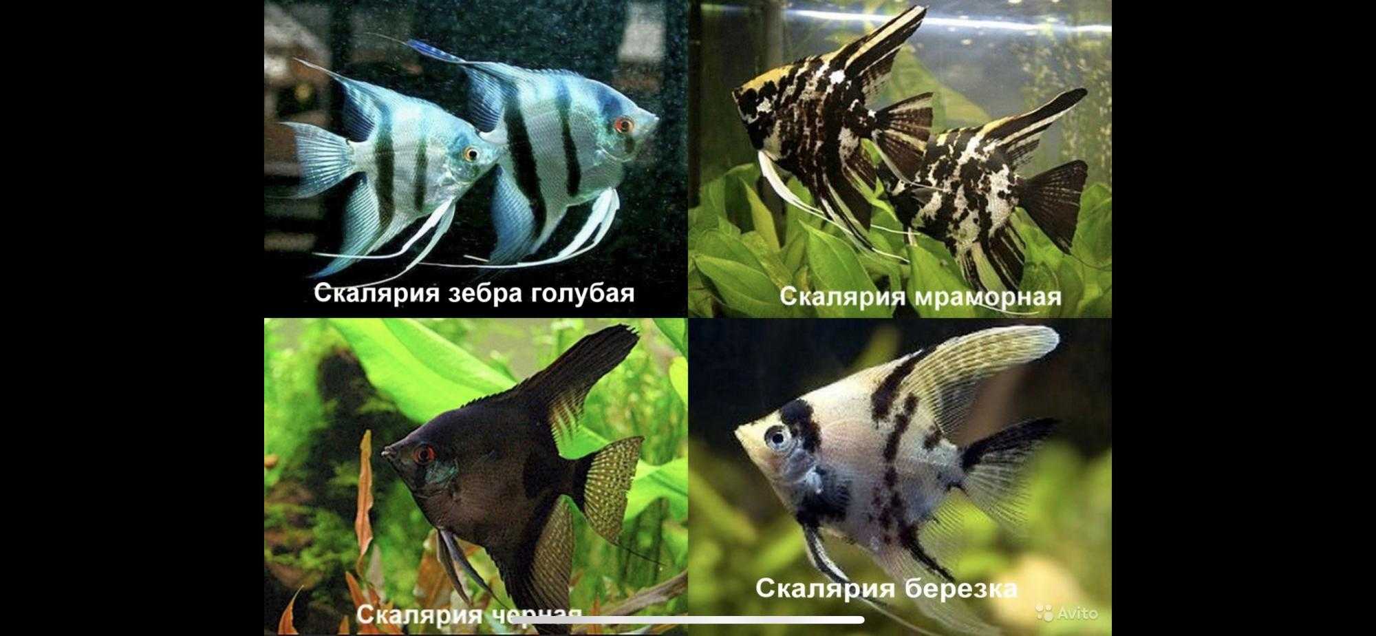 Скалярия (pterophyllum scalare): содержание в аквариуме, виды, разведение