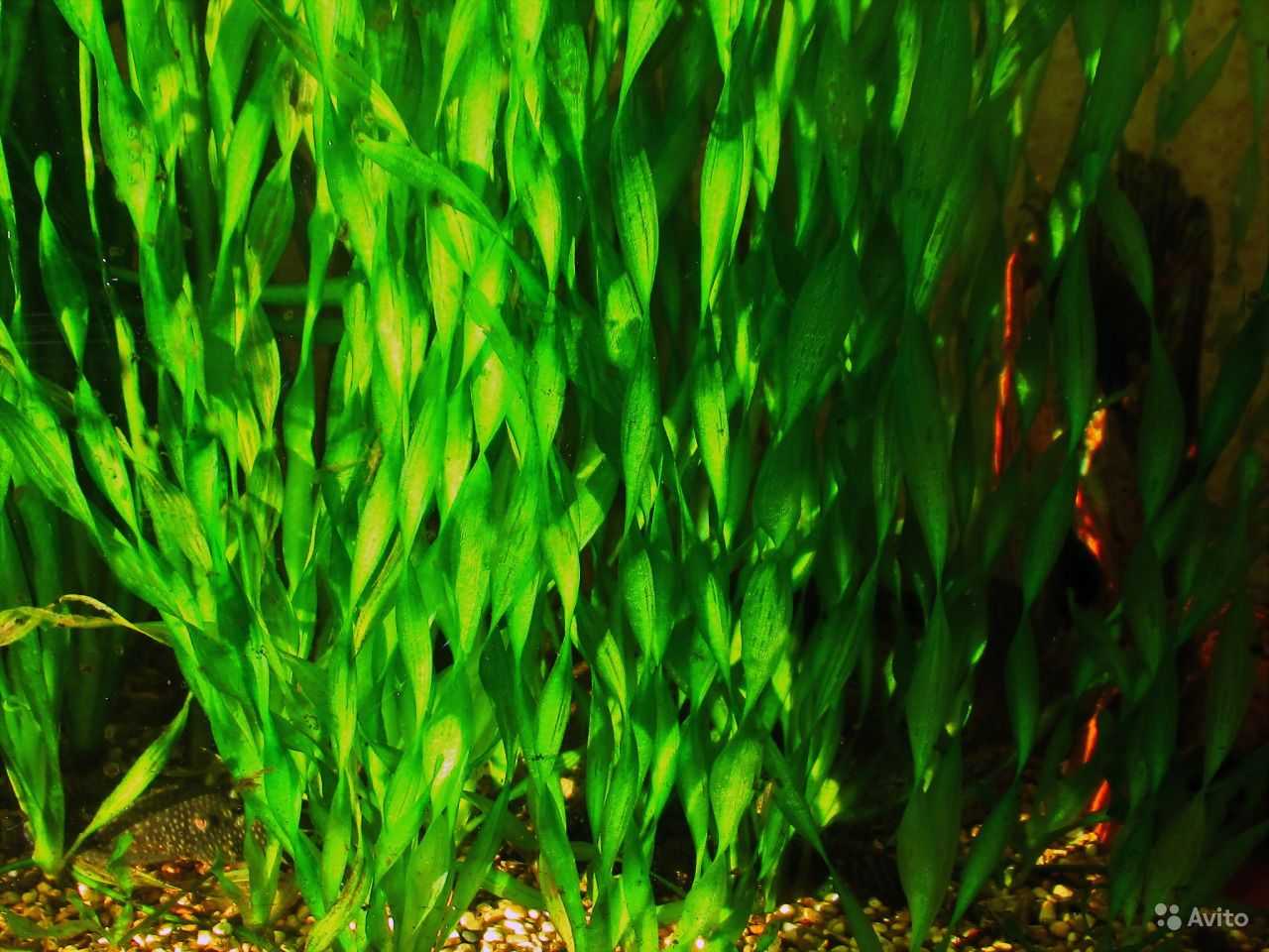 Валлиснерия спиральная (vallisneria spiralis): описание, содержание, фото и отзывы