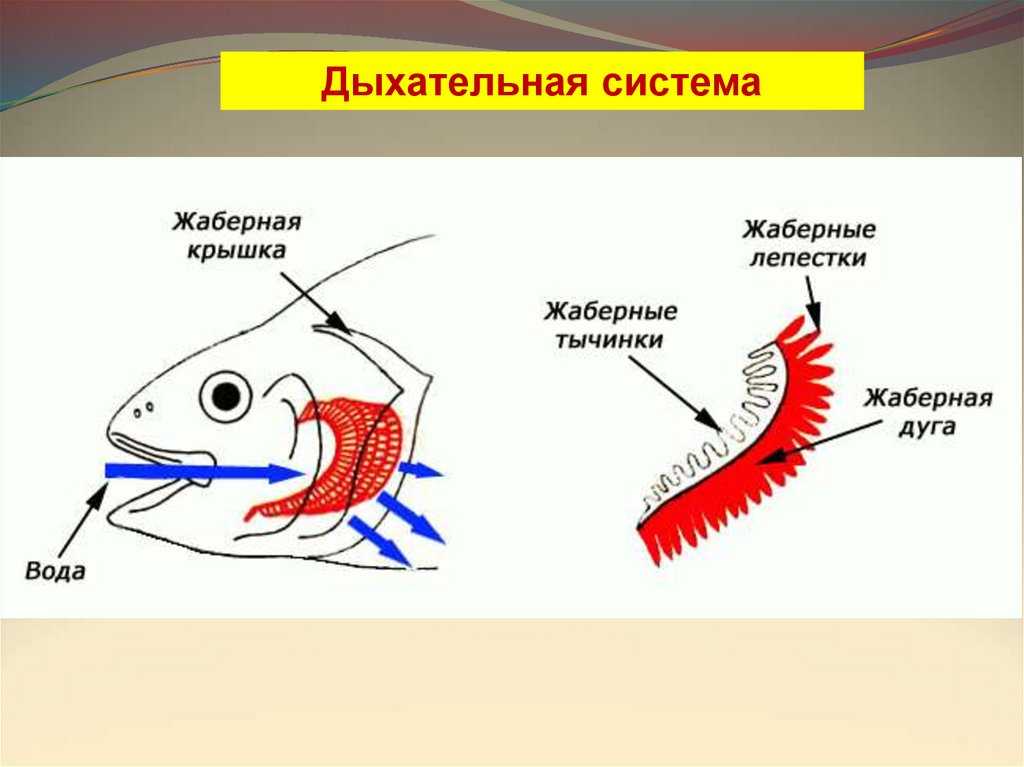Как дышат рыбы: строение жабр, вспомогательные органы, факты