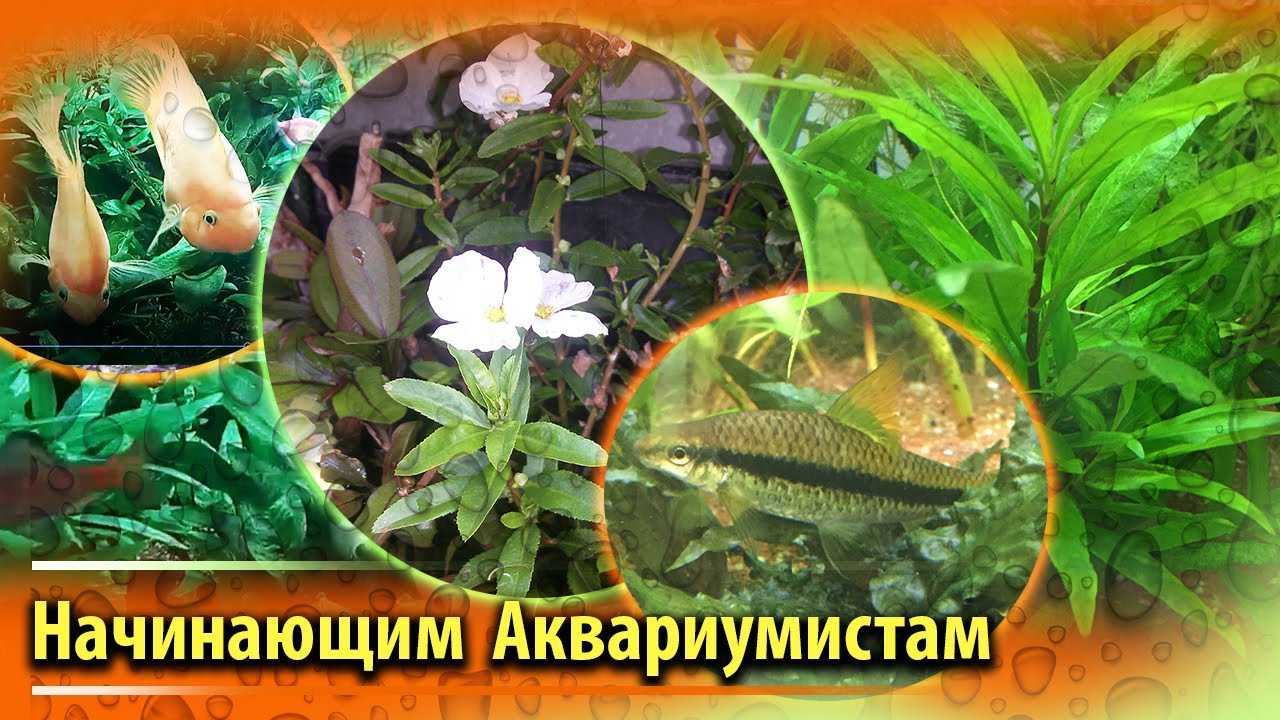 Совместимость аквариумных рыбок