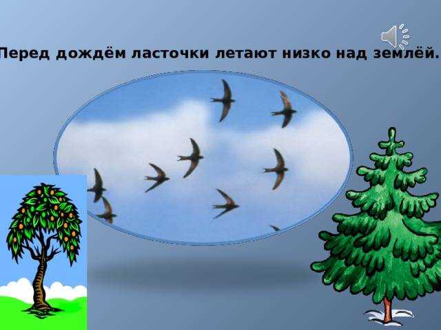 Предсказание погоды по растениям и животным