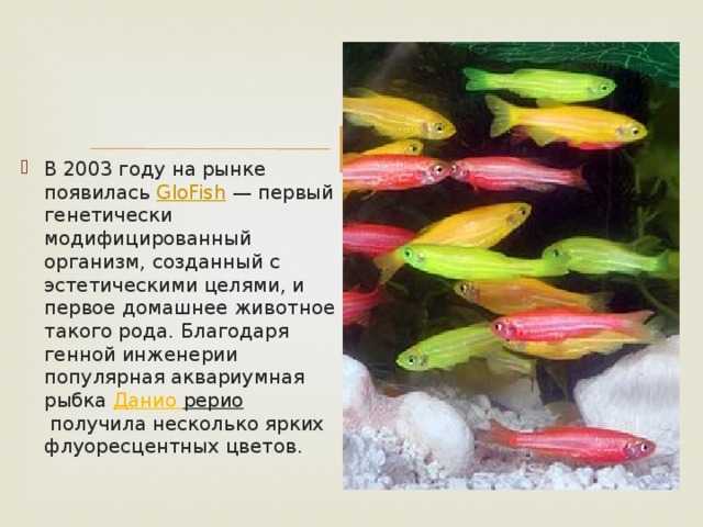 Рыбки данио: уход и содержание, виды, сколько живут, болезни, чем кормить, фото