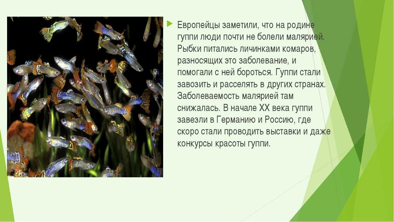 Гуппи 🐠 аквариумная рыбка: виды, кормление, содержание, разведение, фото - aqa.wiki
