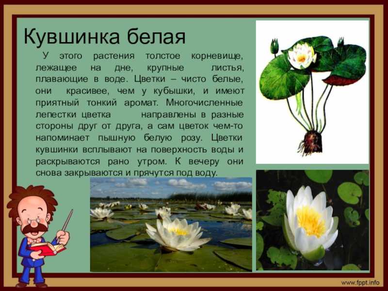 Аквариумное растение нимфея: размножение, виды и правила ухода