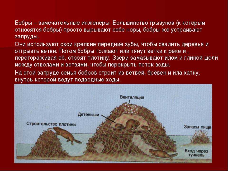 В какое время суток бобры строят плотину. плотины бобров: фото. как бобер строит плотину с технологической точки зрения? «валить» деревья животным помогают их зубы: они упираются в кору двумя верхними резцами, а нижними быстро водят из стороны в сторону,