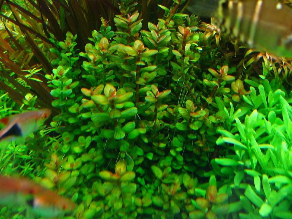 Peperomia rotundifolia care: learn tips on growing trailing jade