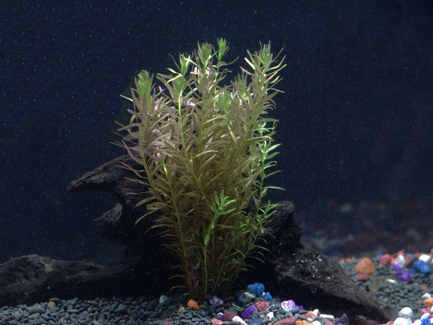 Ротала макрандра (rotala macrandra) в домашнем аквариуме