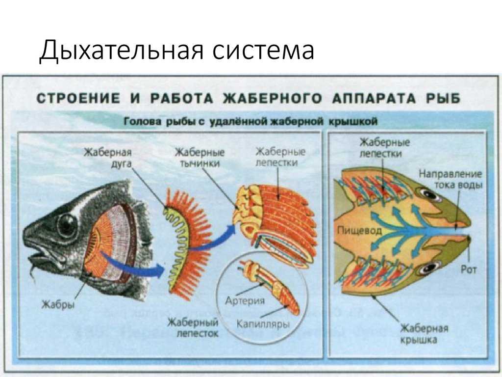 Как дышат рыбы
