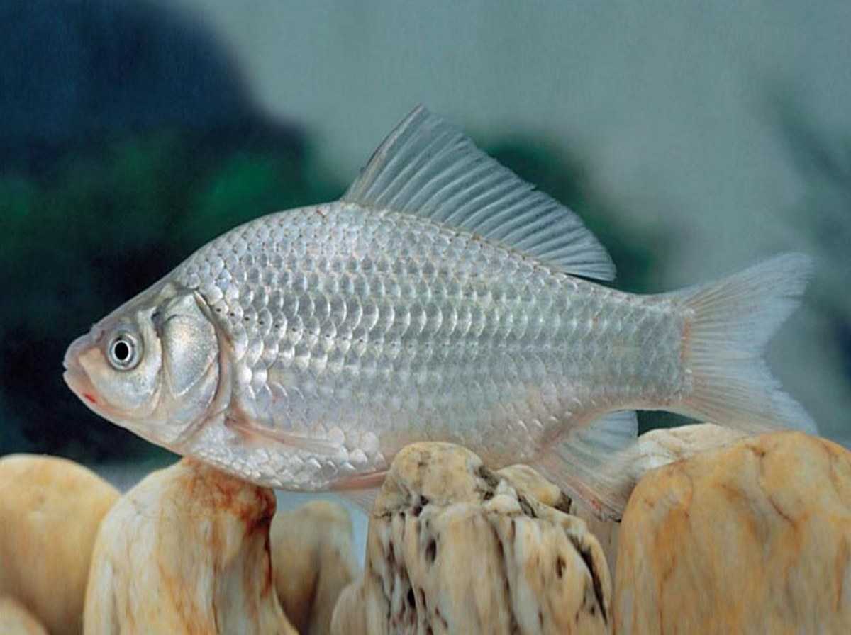 Золотые рыбки: история, уход и содержание, размножение - aqua-tropica.ru