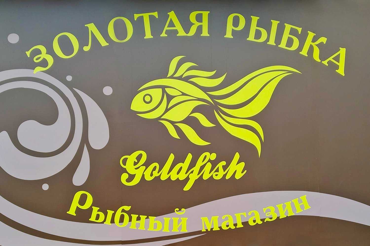 Золотые рыбки: виды