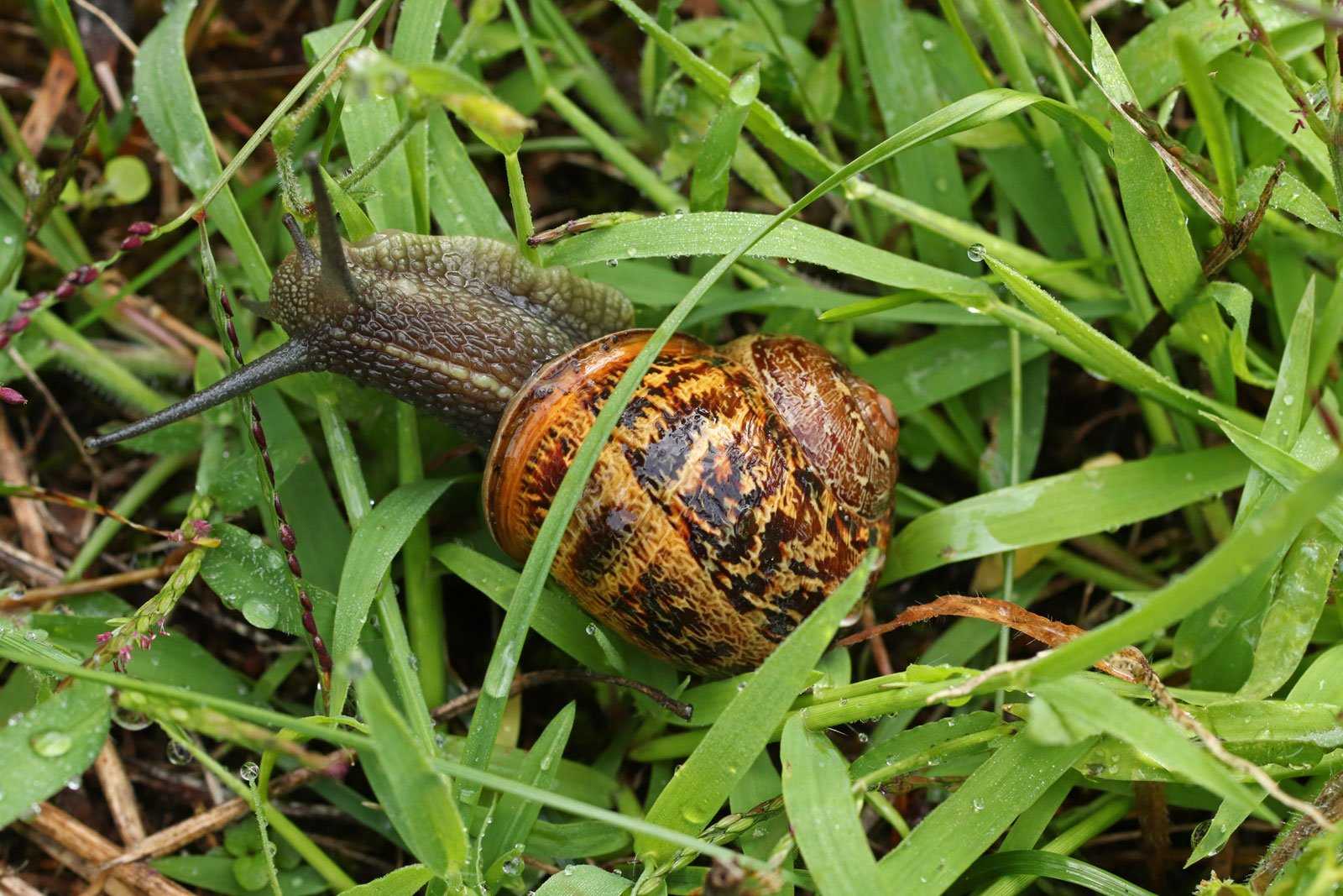 Улитка helix aspersa садовая размножение и уход 3 фото