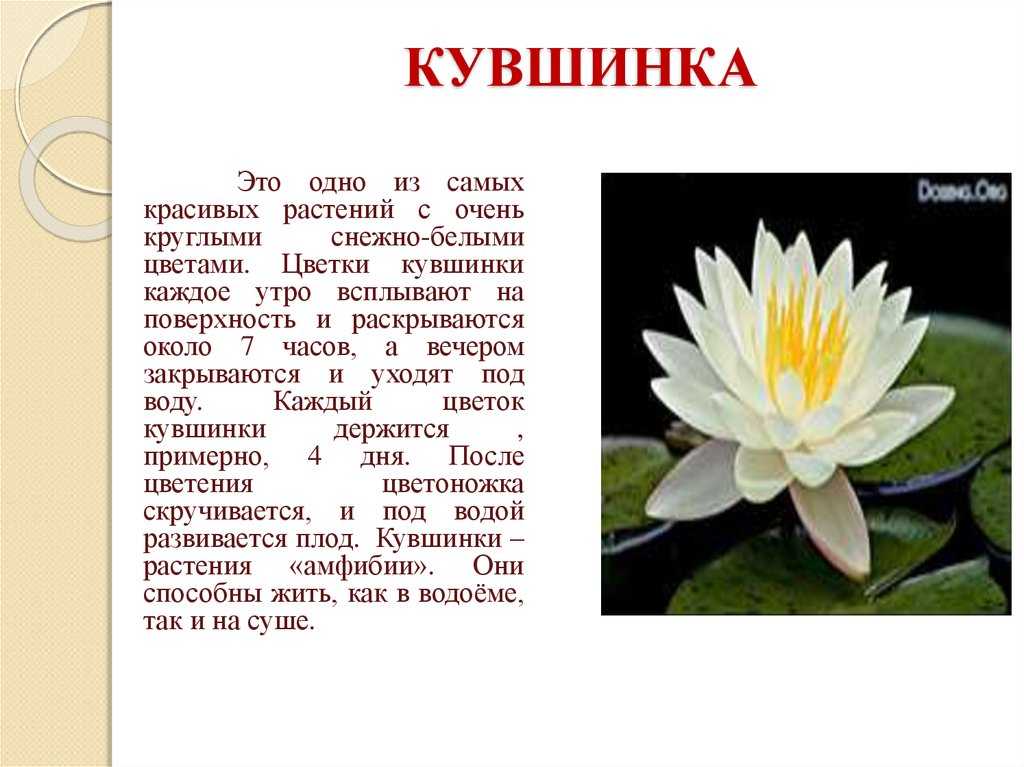 Нимфея - аквариумные растения
