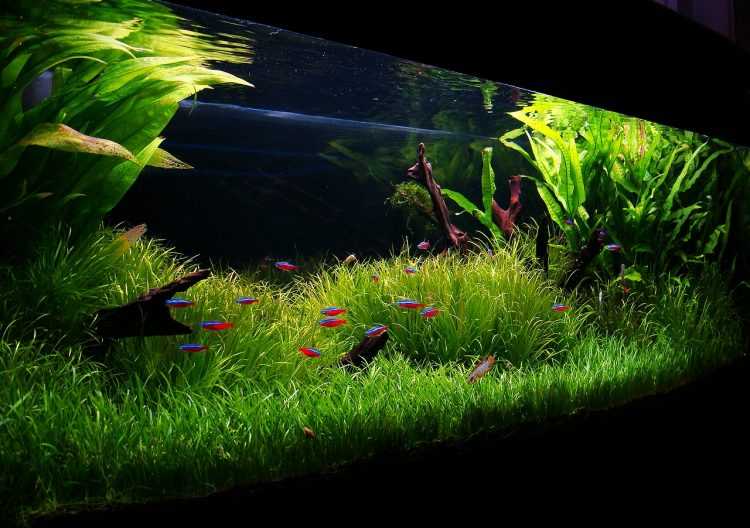 Лилеопсис бразильский (lilaeopsis brasiliensis) | aleloe.ru