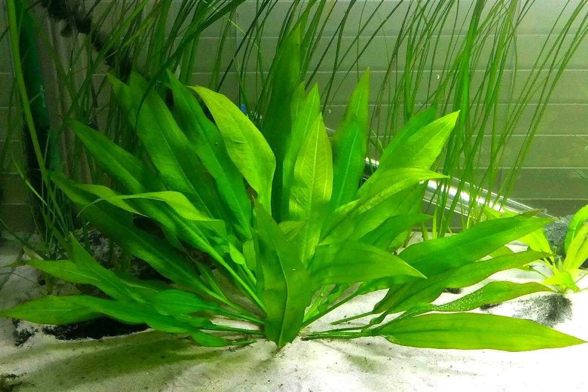 Эхинодорус медведь (echinodorus kleiner bar): описание, содержание, фото и отзывы