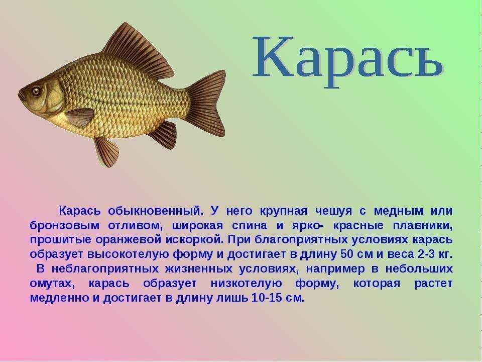 Хилодус - содержание, видео, фото, нерест рыбки хилодус