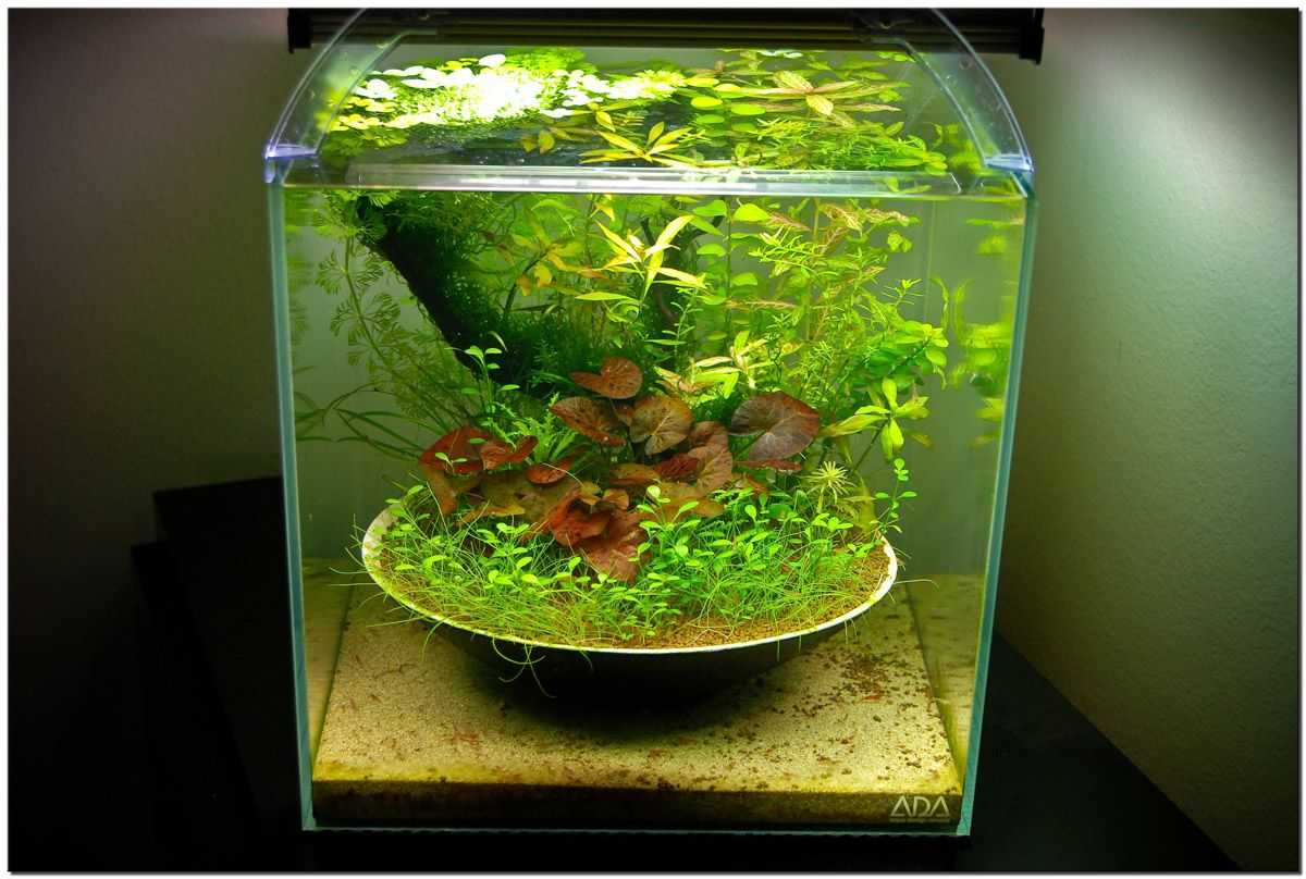 Полив цветов аквариумной водой: плюсы и минусы, советы и рекомендации