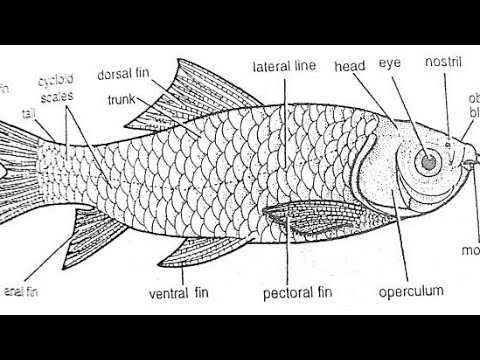 Лабео зеленый (epalzeorhynchos frenatus)