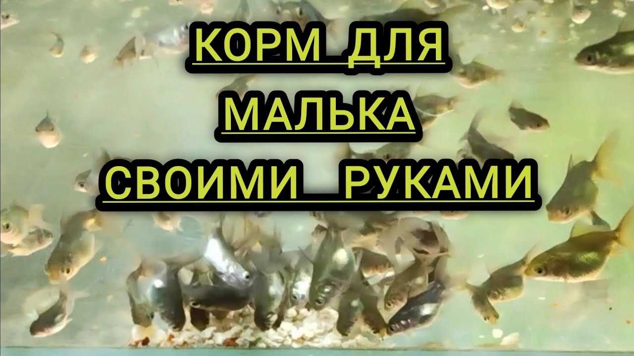 Золотая рыбка — содержание в аквариуме