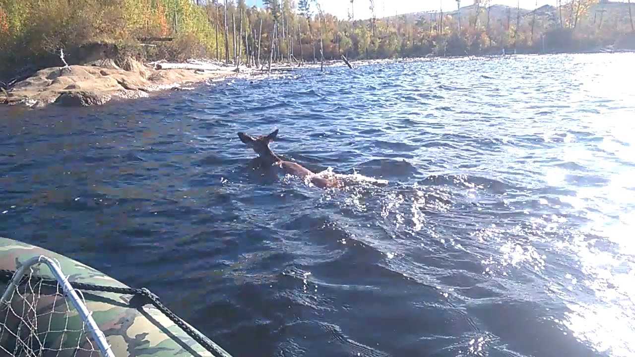Ловля рыбы на реке амур ⋆ рыбаковед