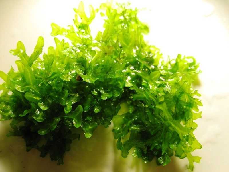 Monosolenium tenerum: еще один представитель мхов в вашем домашнем водоеме