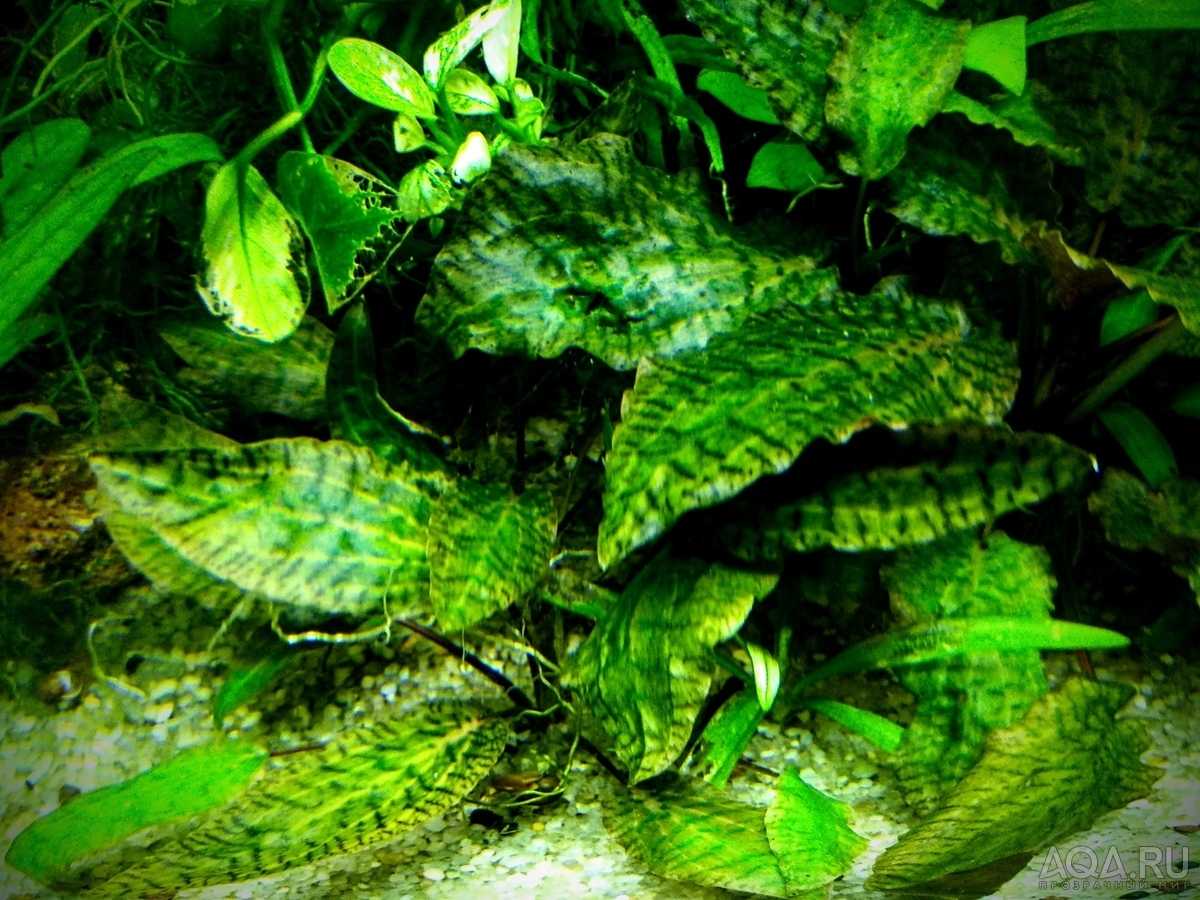 Криптокорина нури аквариумное растение содержание и уход