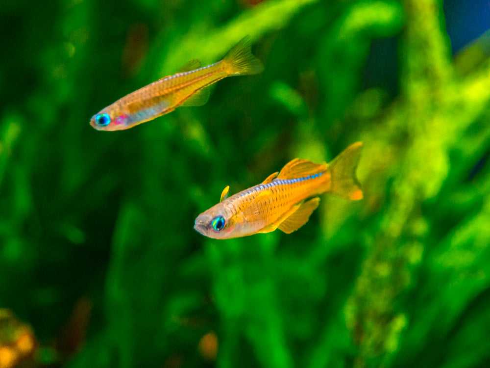 Red neon blue eye rainbowfish - pseudomugil luminatus : complete fish profile & care guide
