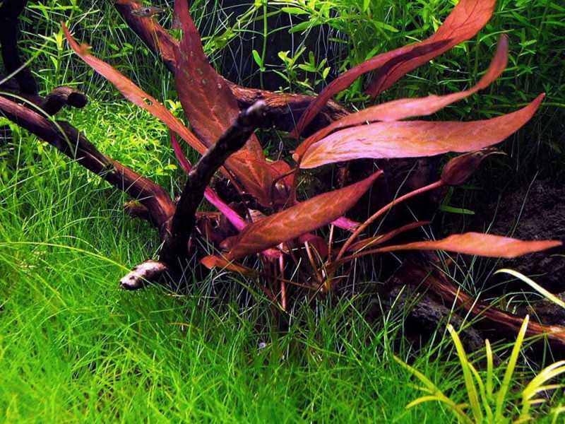 Барклайя длиннолистная (barclaya longifolia): экспедиция одного острова - ароидные: от болота до аквариума