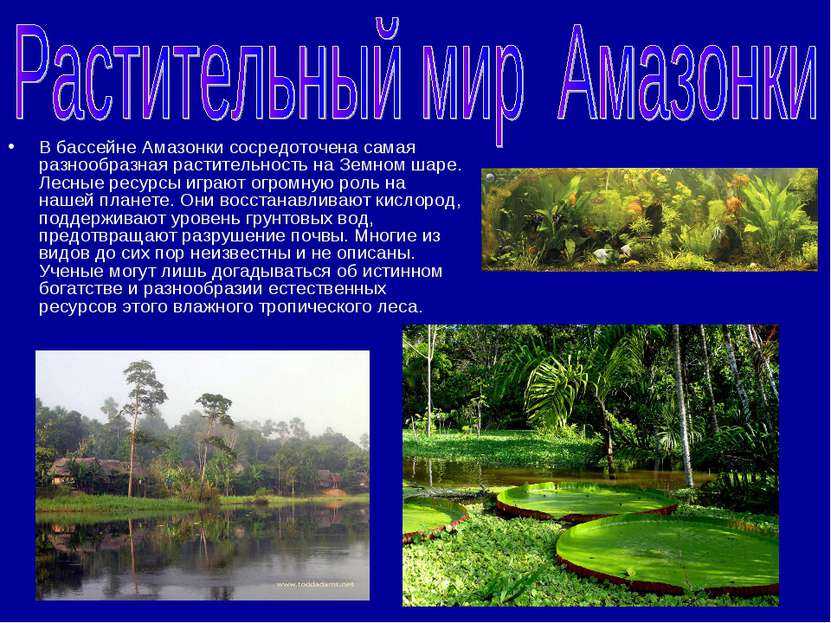 Река амазонка