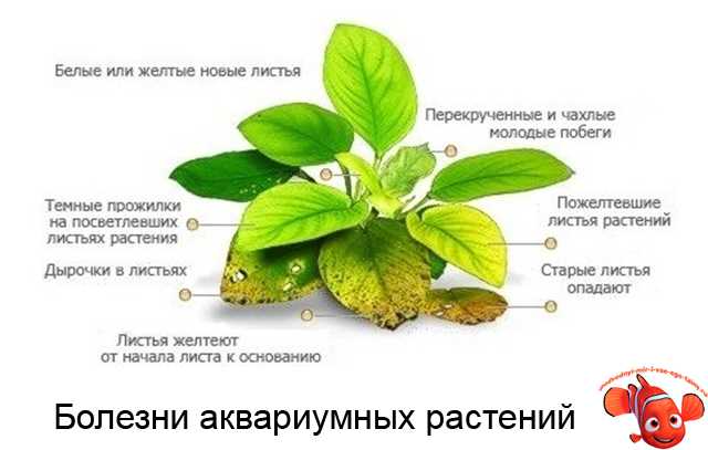 Болезни аквариумных рыбок: виды, признаки и лечение