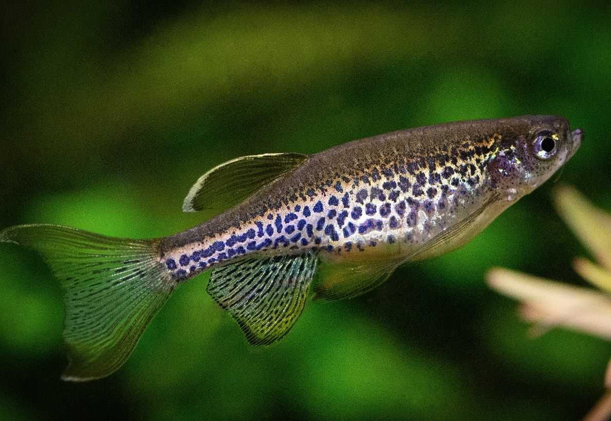 Данио хопра Danio choprae появились в наших аквариумах в 2003 году Рыбка простота содержании, обладает миролюбивым нравом Кроме того, это самая мелкая рыбка из рода данио Ее длина редко