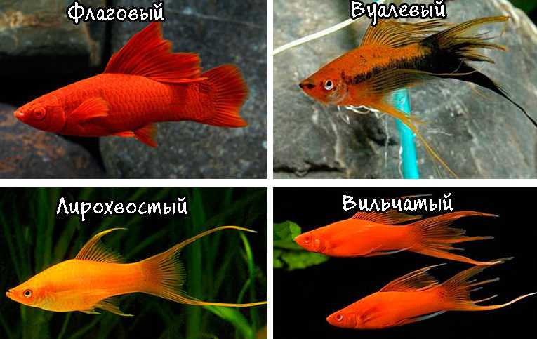 Меченосец — рыбка :виды, уход, содержание, разведение, совместимость, болезни