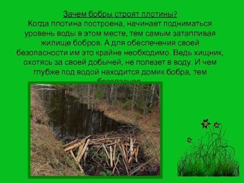 Зачем бобры строят плотины? причины, техники строительства и интересные факты