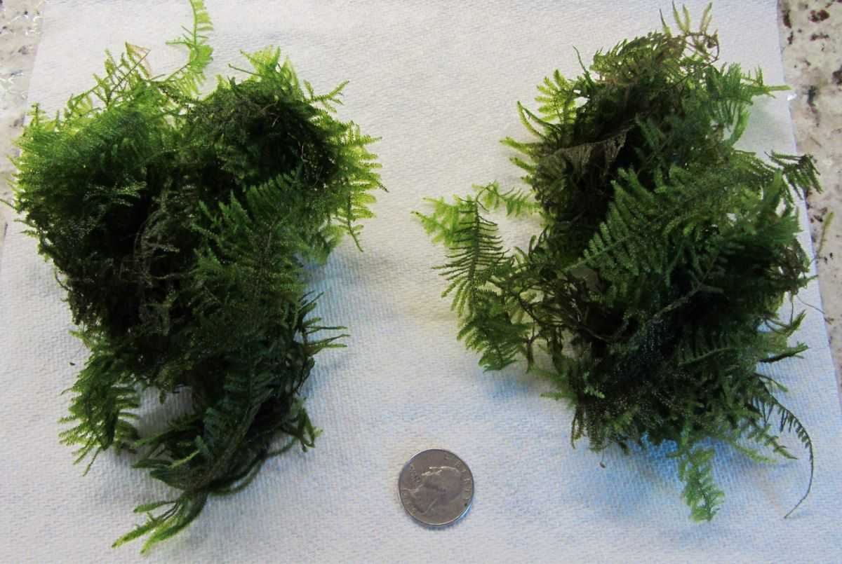 Рождественский мох (christmas moss) - описание, размножение, размещение, уход.