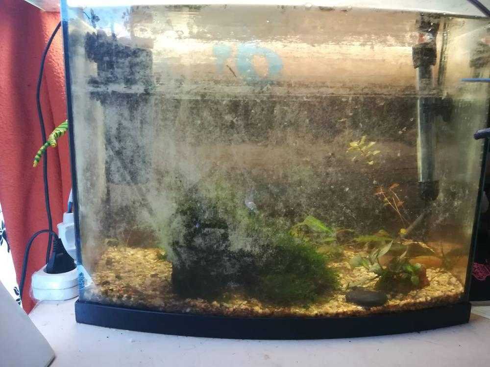 Коридорасы (corydoras) популярные виды