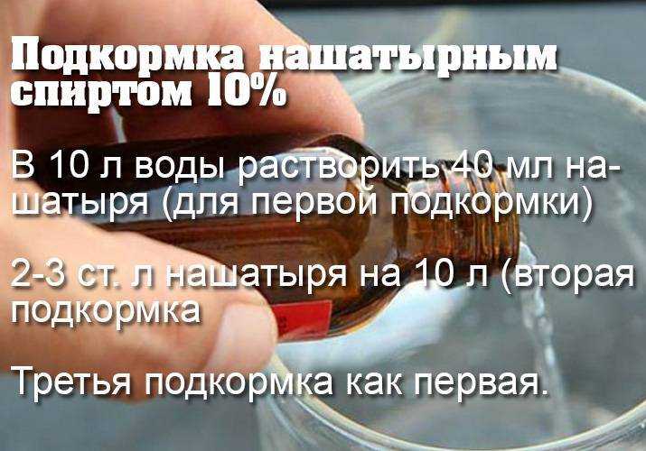 Нашатырный спирт (аммиак) для подкормки и обработки растений в огороде и саду