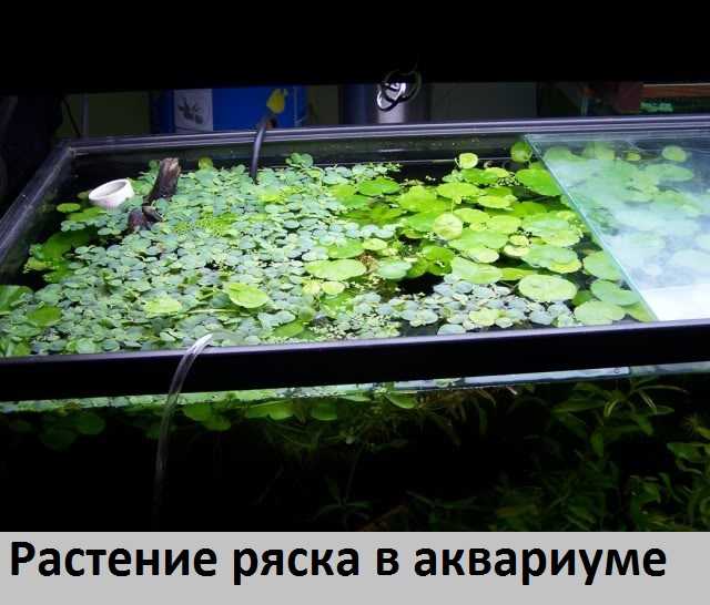 Посадка и размножение водного растения ряски