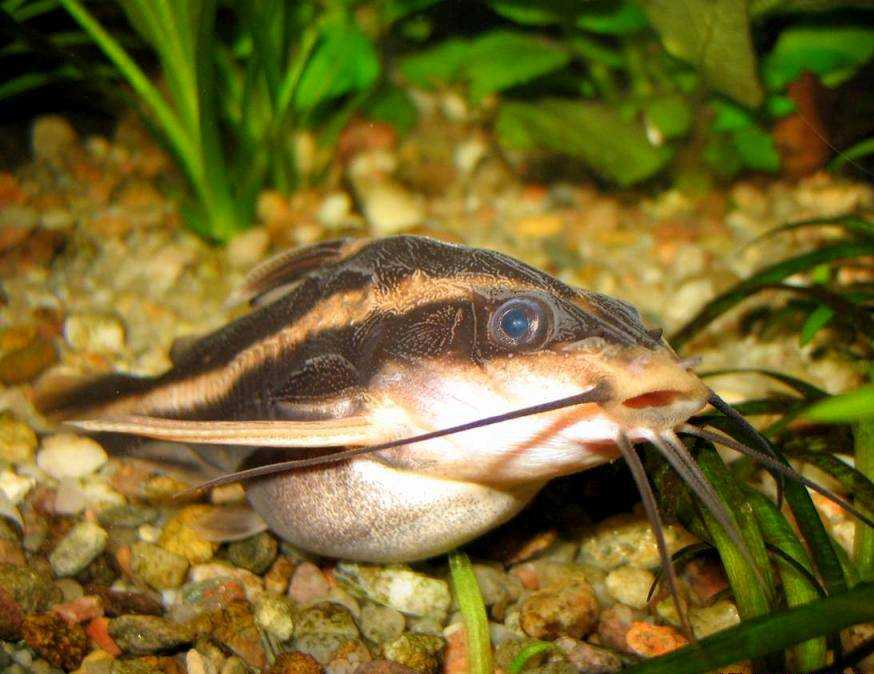 Полосатый сом – мистус. косатка сиамская (leiocassis siamensis) чем кормят в аквариуме касатку