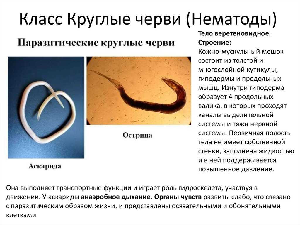 Глава 8совместимость обитателей в аквариуме.. аквариум. практические советы ... 29.