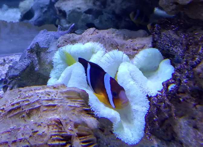 Амфиприоны Amphiprion или рыбыклоуны широко известны в морской аквариумистике Пожалуй, на сегодняшний день можно сказать, что это самая популярная из солоноводных аквариумных рыб Обще