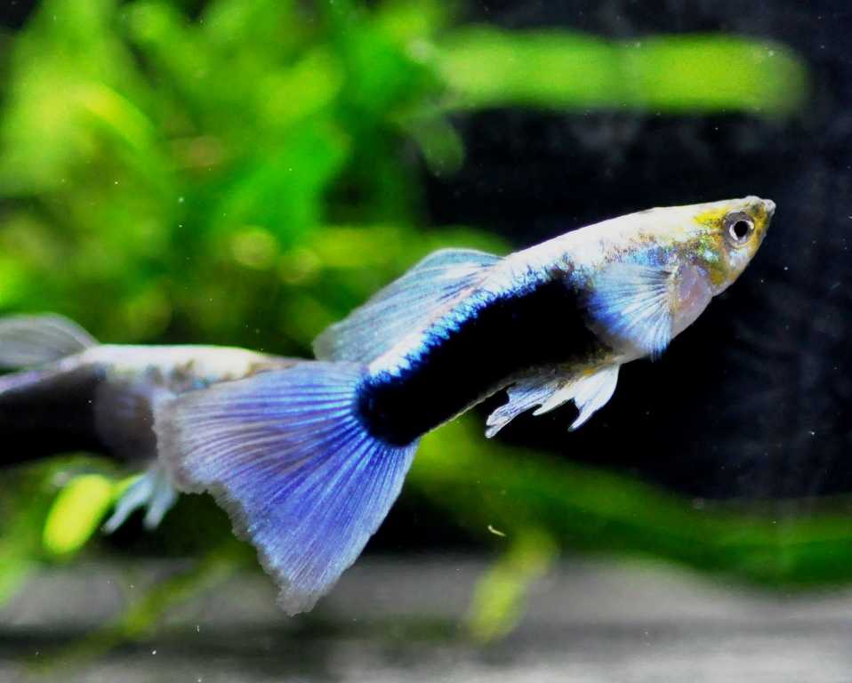 Гуппи (poecilia reticulata) как содержать и разводить в аквариуме.
