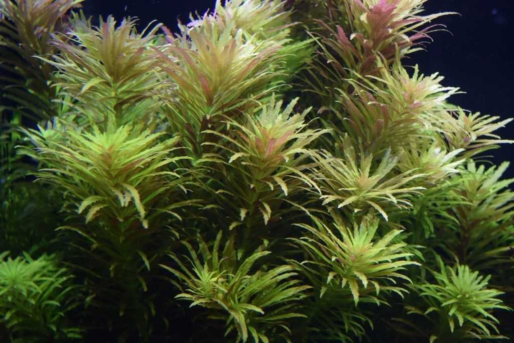 Лимнофила (limnophila spec.): особенности содержания в аквариуме