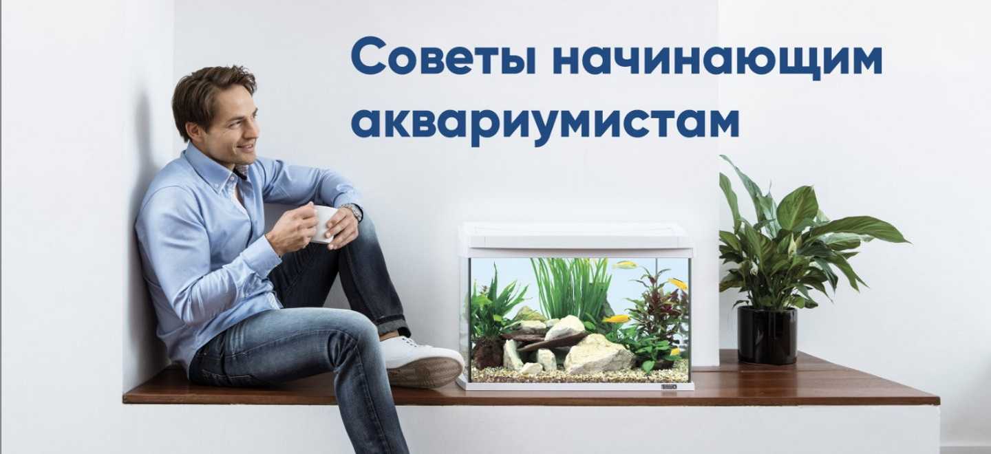Совместимость аквариумных рыбок: таблицы видов, какие рыбы могут жить вместе в одном аквариуме, фото и названия