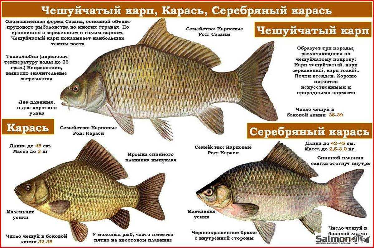 Хилодус