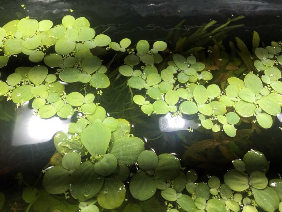 Пистия или водяной салат (pistia stratiotes): виды аквариумного растения, как выглядит, где растет. как содержать, выращивать и размножать?