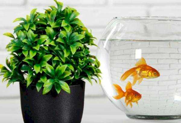 В этой статье расскажем, можно ли поливать комнатные цветы водой из аквариума с рыбками, в чем плюсы и минусы полива аквариумной водой, есть ли ей альтернативы, дадим инструкцию по орошению