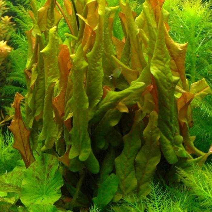 Барклайя длиннолистная (barclaya longifolia)