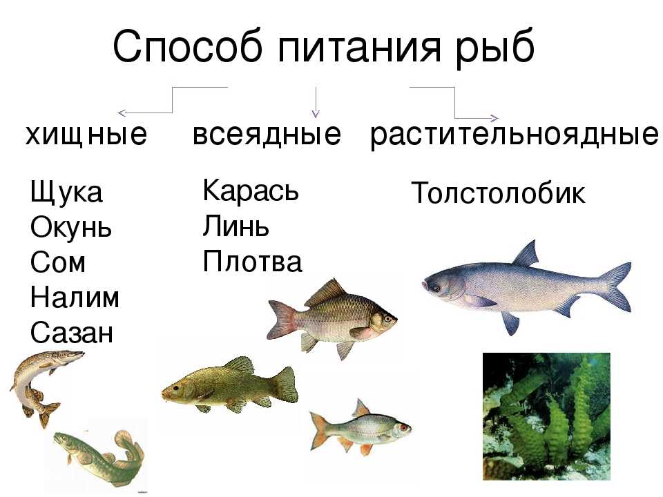 Чудское озеро: где находится, происхождение, описание, история