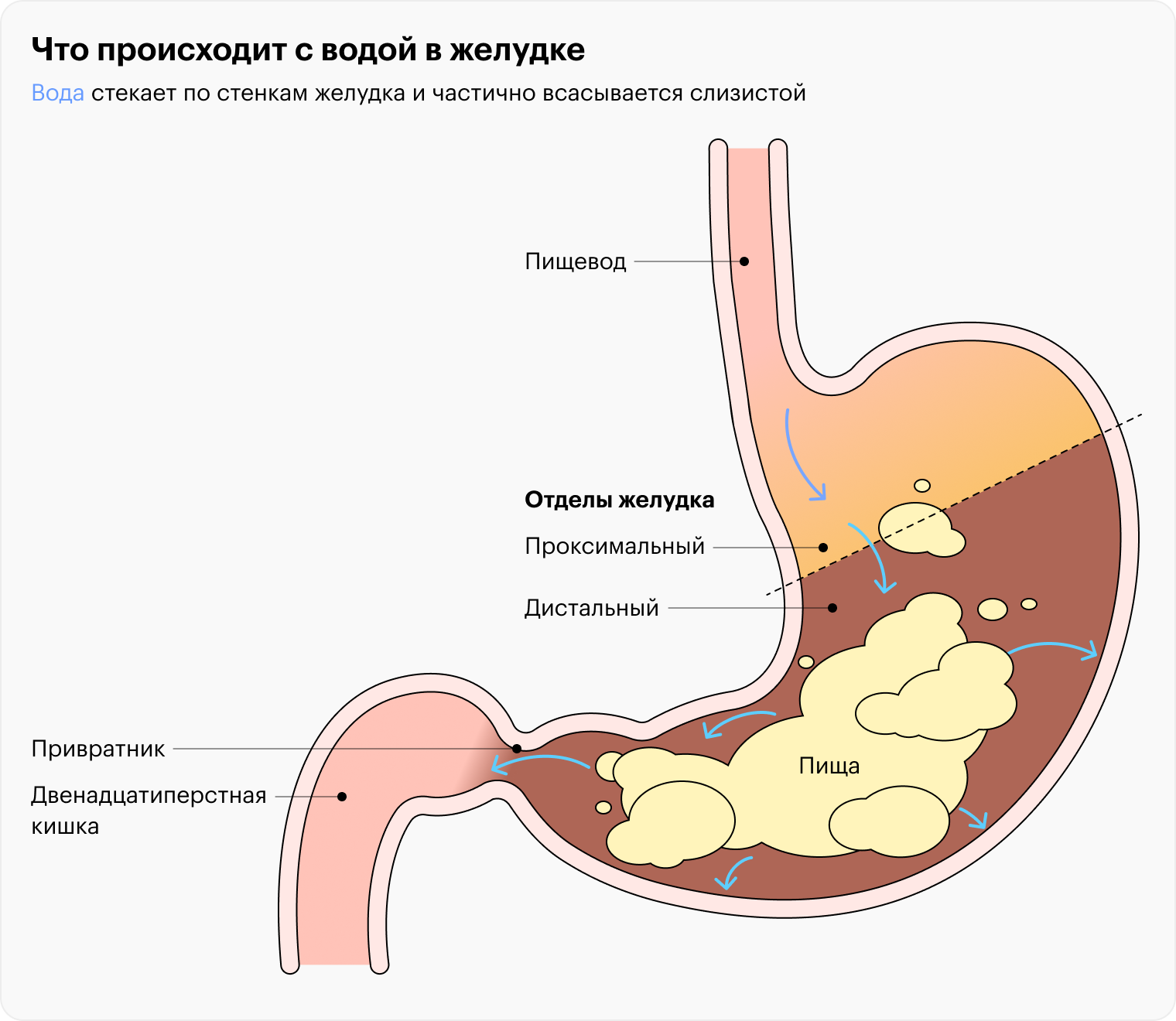 Почему нельзя пить холодную воду после еды? - шаг к здоровью