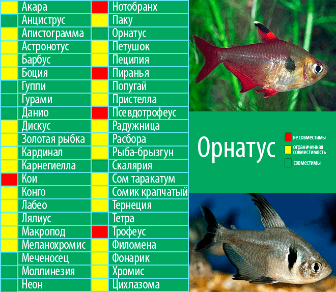 Орнатус: содержание,описание,размножение,совместимость,фото